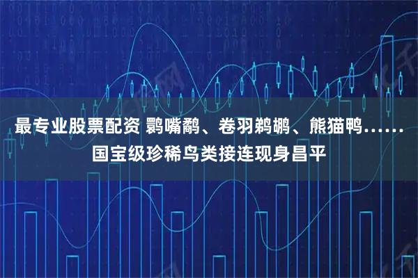 最专业股票配资 鹮嘴鹬、卷羽鹈鹕、熊猫鸭……国宝级珍稀鸟类接连现身昌平